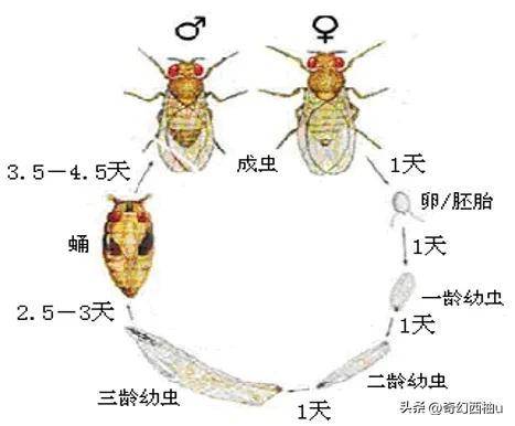 太空快递到了！揭秘为何我们要带果蝇上天？