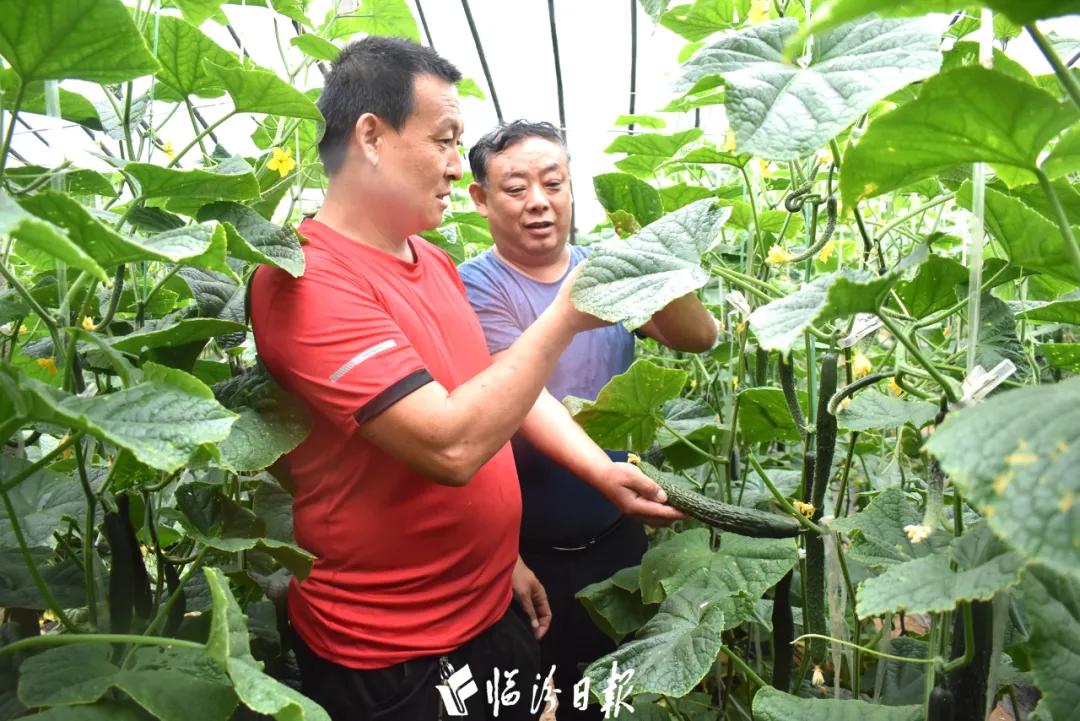 山西临汾规模化种植大葱 助力乡村振兴，引领村民增收致富路