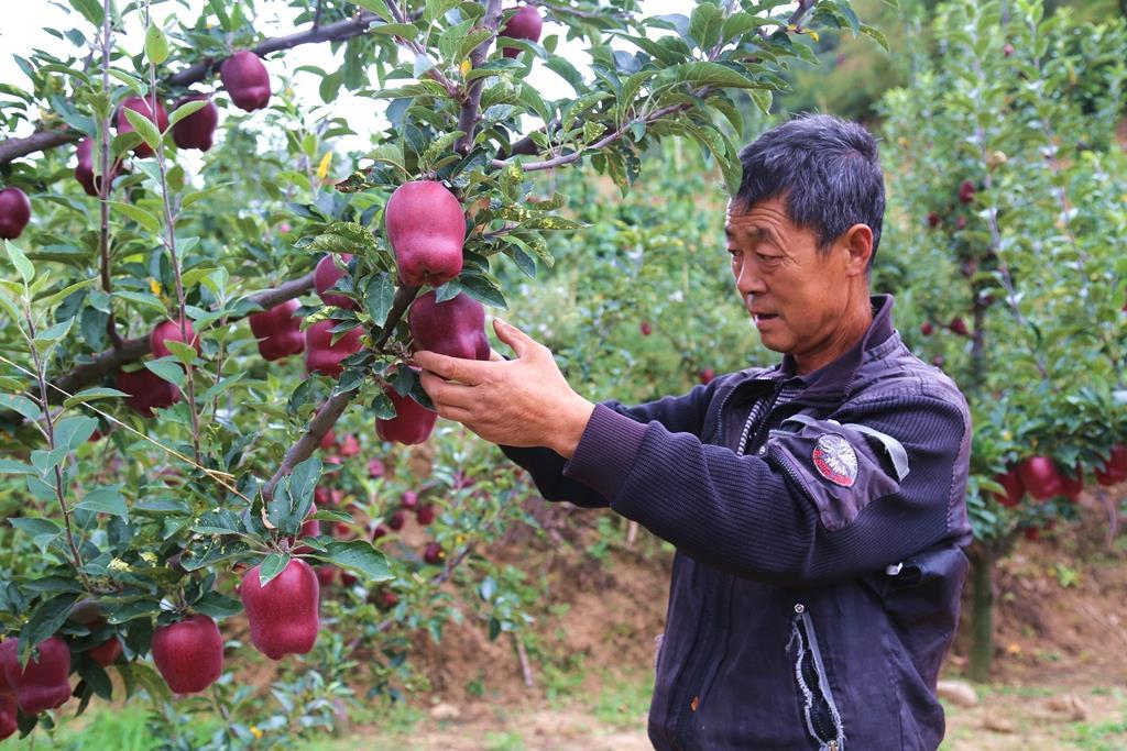 黄河岸边美苹果喜丰收——探寻丰收背后的故事