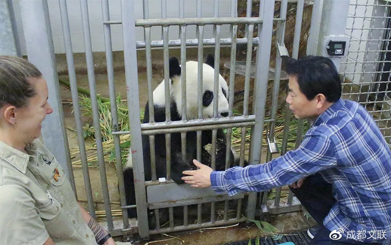 大熊猫网网与福妮，结束15年旅澳生活，当地民众依依不舍的告别