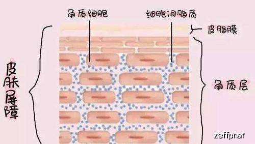 科学家造出基于血液的生物协同材料，革新医疗领域的关键突破