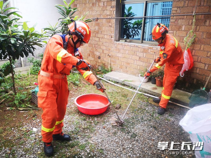 为冬眠前储备能量，蛇类活动频繁！长沙消防抓蛇忙