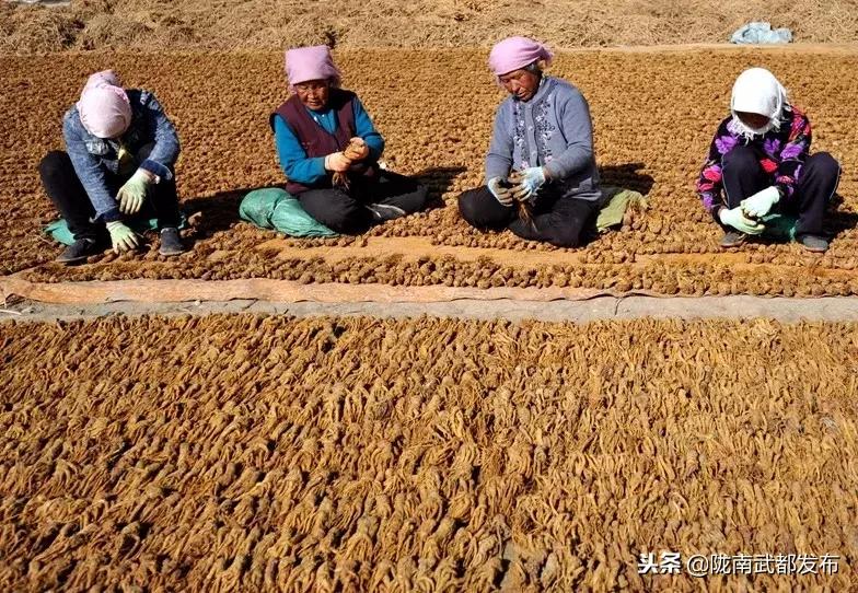 甘肃宕昌，中药材采挖分拣繁忙景象