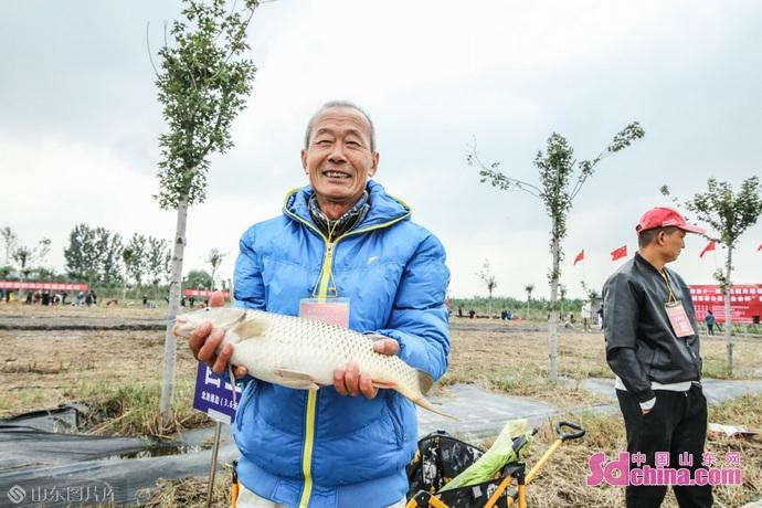 淄博桓台马踏湖，1.8万余亩芦苇开镰收割，一幅生态美景的丰收画卷