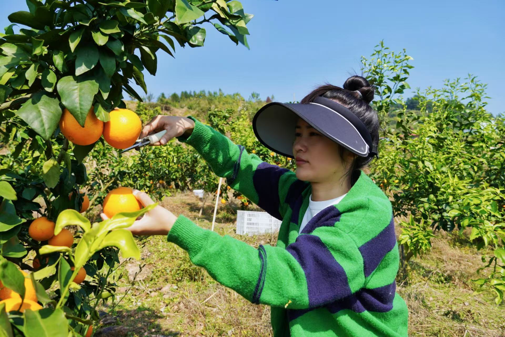 湖南新邵，果冻橙的甜蜜丰收故事，农旅融合助力乡村振兴