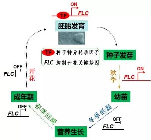 研究揭示，近四成美国年轻人从网红渠道获取新闻