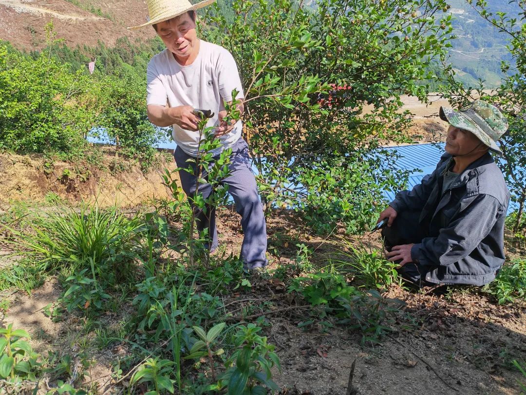 江西兴国，三个强化推进油茶林碳项目开发