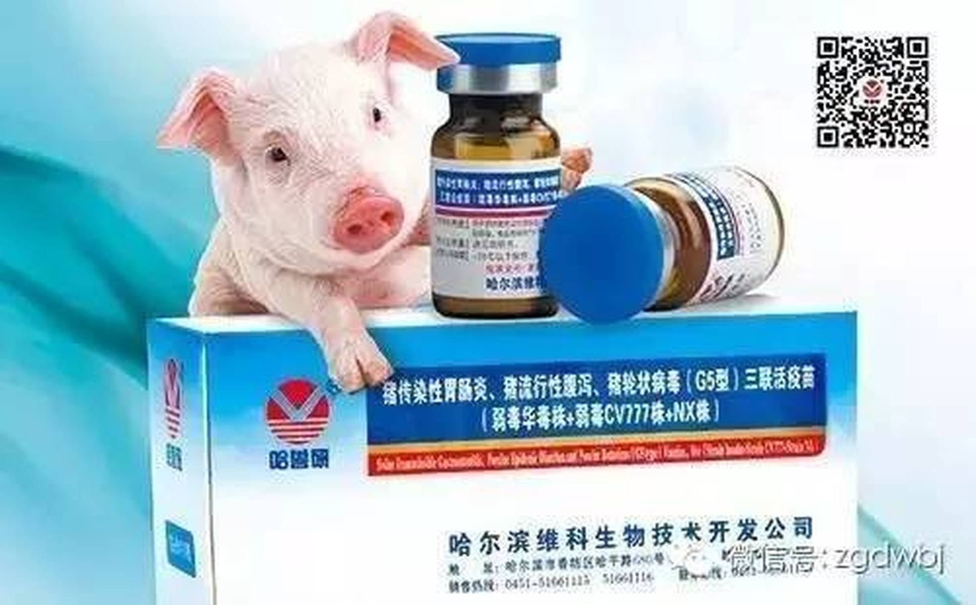 申联生物，猪伪狂犬病活疫苗（JS-A1株）获批新兽药——引领行业迈入高效安全新篇章