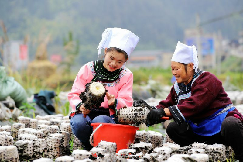 贵州台江，小香菇绘就乡村振兴大蓝图