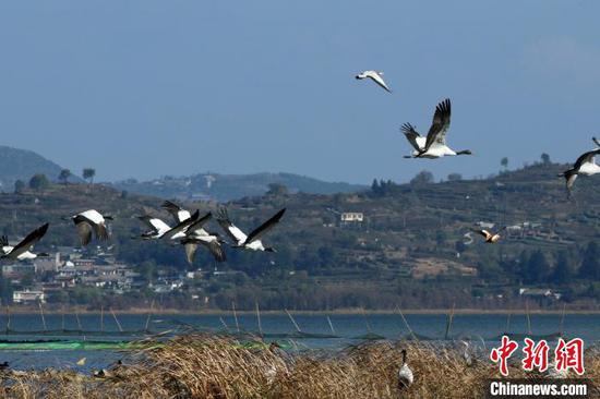 贵州草海迎来候鸟迁徙高峰，黑颈鹤数量达700余只——自然生态的和谐乐章