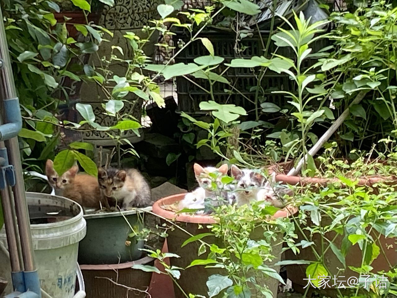 流浪猫中途之家与一米菜园，一场从社区花园开始的实验