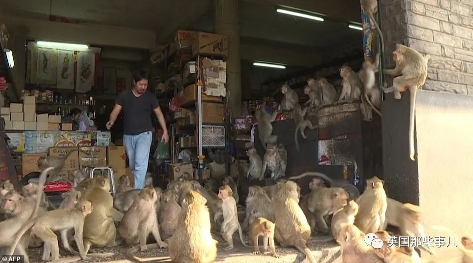 泰国华富里猴群集体越狱，大闹警局惊扰民众