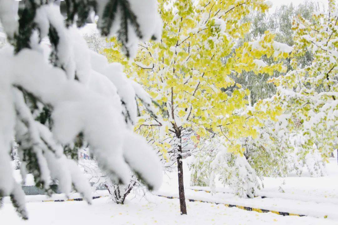 初冬的第一场雪，深入体验雪中的美好