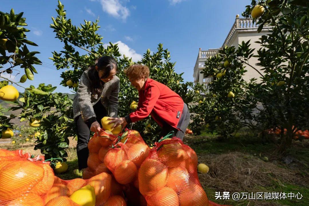 柚香柚甜促增收——乡村振兴的甜蜜果实