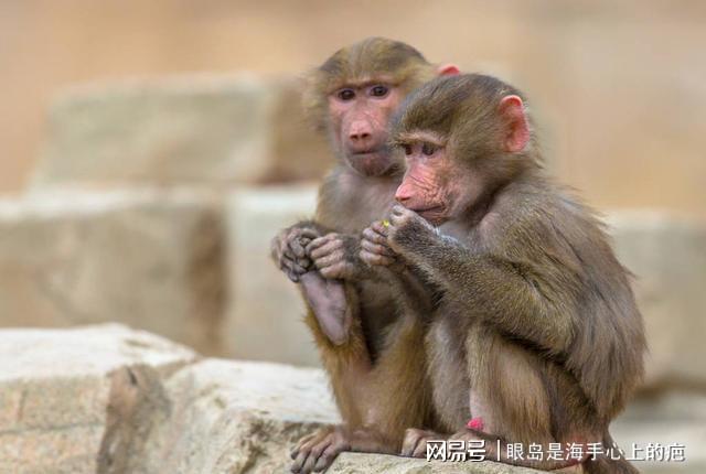 女子带猕猴回家养了半年不愿交出，善意与执念的边界